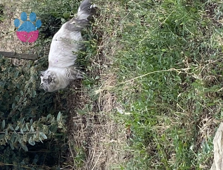 İran Kedisi 1 Yaşında Dişi