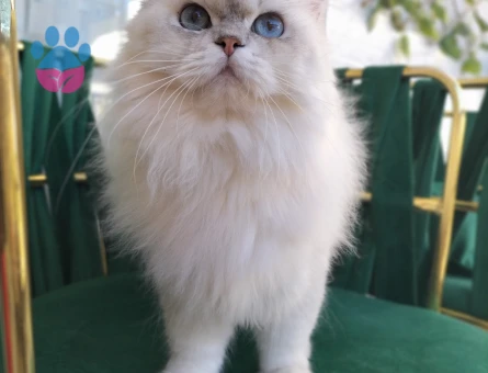 British Longhair Yakışıklı Oğluma Eş Arıyorum