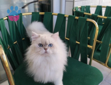 British Longhair Yakışıklı Oğluma Eş Arıyorum