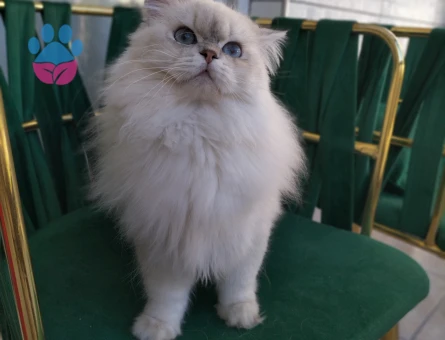 British Longhair Yakışıklı Oğluma Eş Arıyorum