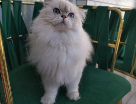 British Longhair Yakışıklı Oğluma Eş Arıyorum - 118964524