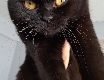 British Shorthair 1 Yaşında - 118964525