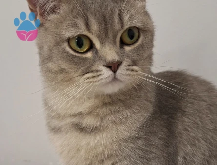 Scottish Straight Mia Eş Arıyor