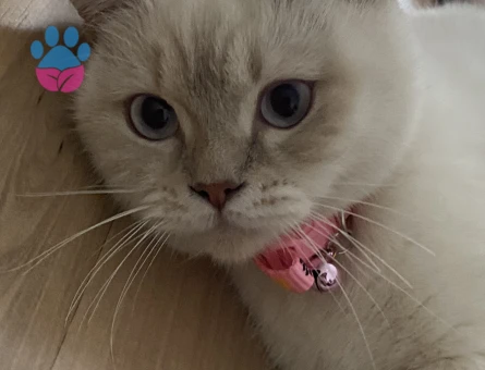 Kızıma damat arıyorum