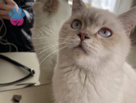 Kızıma damat arıyorum