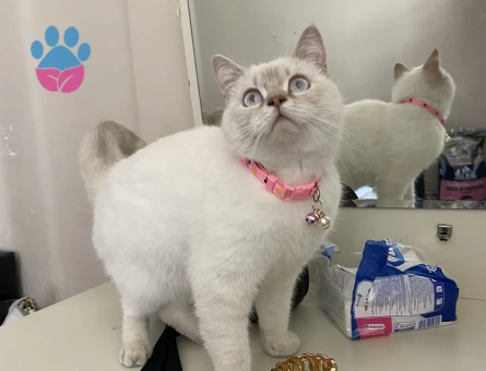 Kızıma damat arıyorum