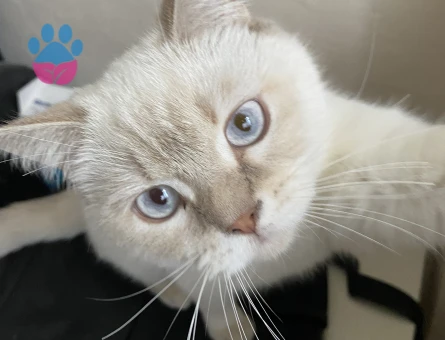 Kızıma damat arıyorum