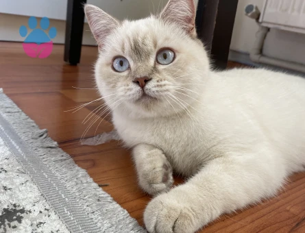 Kızıma damat arıyorum