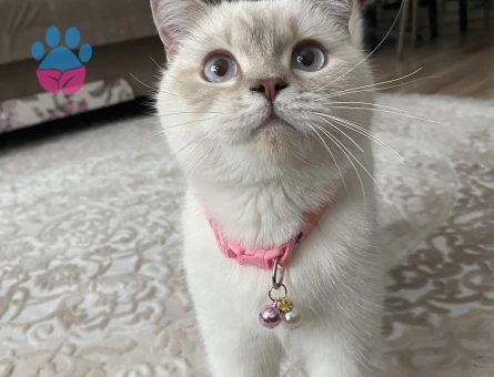 Kızıma damat arıyorum