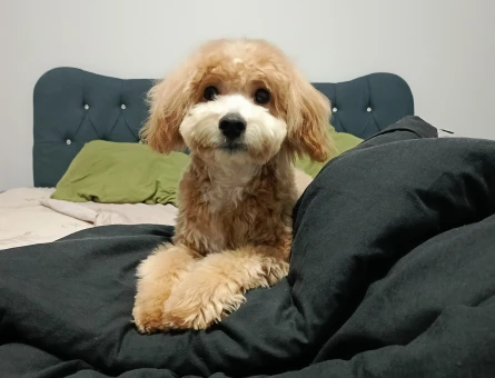 Erkek maltipoo 9 aylık - 118975915