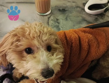 Erkek maltipoo 9 aylık