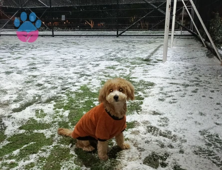 Erkek maltipoo 9 aylık