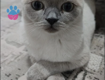 Dişi kedime eş arıyorum