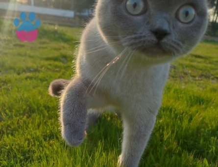 Dişi kedime eş arıyorum