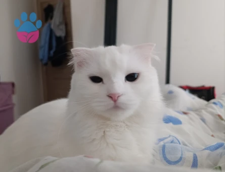 British Shorthair 1 Yaşında Eş Arıyor