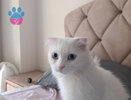 British Shorthair 1 Yaşında Eş Arıyor