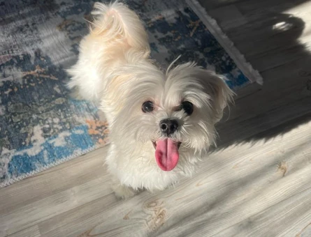 Erkek Maltese Terrier Dişi Eş Arıyoruz. - 118975921