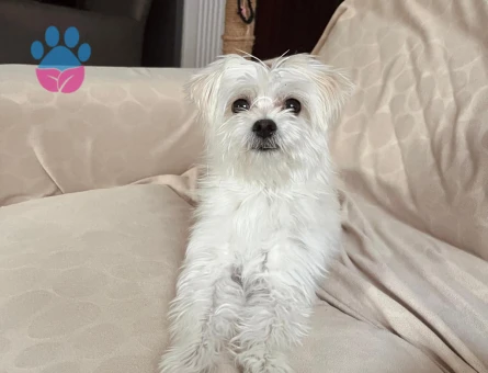 Erkek Maltese Terrier Dişi Eş Arıyoruz.