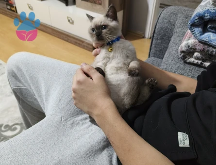 Oğluşumuza eş arıyoruz