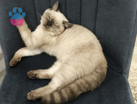 Oğluşumuza eş arıyoruz