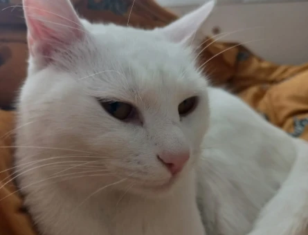 Ankara kedisi Erkek kedi arıyor - 118975926
