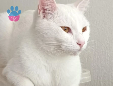 Ankara kedisi Erkek kedi arıyor