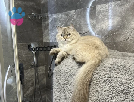 1 yaşında kızımıza eş arıyoruz