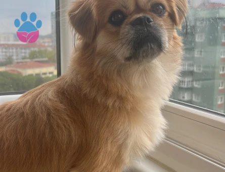 Cino oğlumu için eş arıyorum