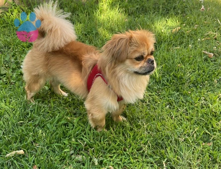 Cino oğlumu için eş arıyorum