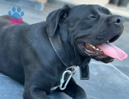 cane corso kızımız için eş arıyoruz