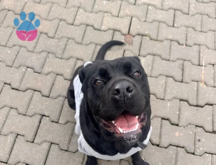 cane corso kızımız için eş arıyoruz