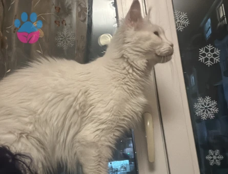 Maine Coon Manya Eş Arıyor