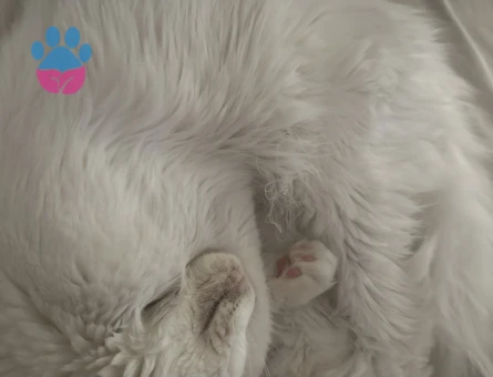 Maine Coon Manya Eş Arıyor