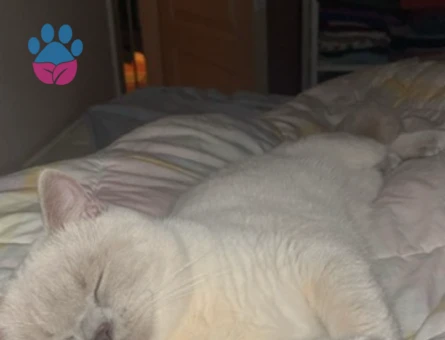 British Blue Point Erkek 15 Aylık Eş Arıyor