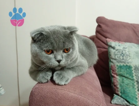 Scottish Fold Kedime Eş arıyoruz