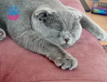 Scottish Fold Kedime Eş arıyoruz