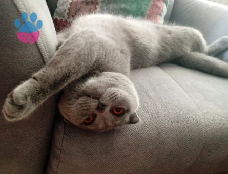 Scottish Fold Kedime Eş arıyoruz
