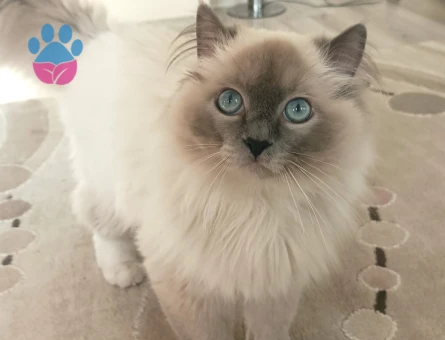 Ragdoll Oğlumuz Kızgınlıkla