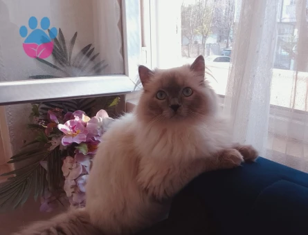 Ragdoll Oğlumuz Kızgınlıkla