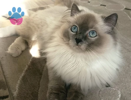 Ragdoll Oğlumuz Kızgınlıkla