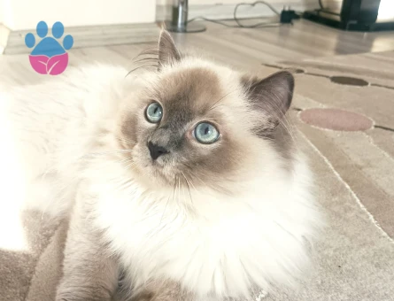 Ragdoll Oğlumuz Kızgınlıkla