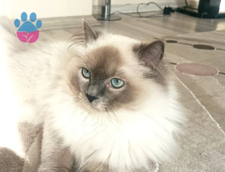 Ragdoll Oğlumuz Kızgınlıkla