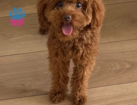 Oğlumuz Lokiye dişi arıyoruz