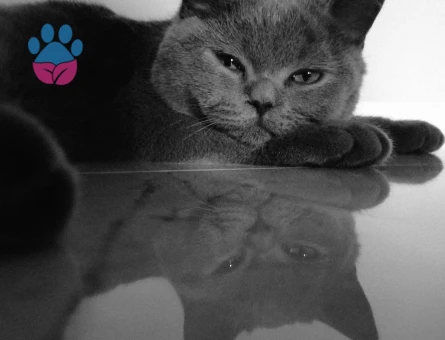 Oğlumuza Eş arıyoruz