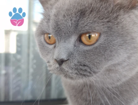 Oğlumuza Eş arıyoruz