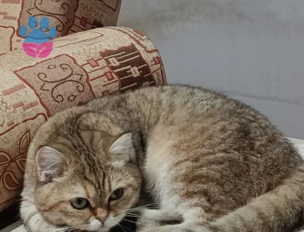 Kedim Kızgınlıkta ona erkek bir eş arıyorum yer antalya