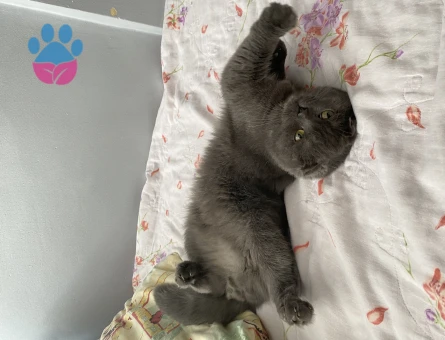 Çakıl Bey’e Hanımefendi Aranıyor