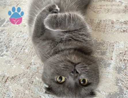 Çakıl Bey’e Hanımefendi Aranıyor