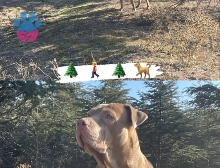 Cane Corso Kırması Kızıma Eş Arıyorum