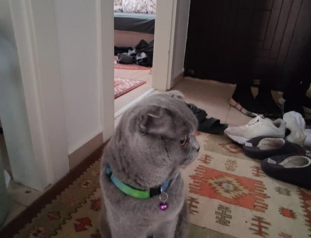Scottish Fold 2 Yaşında Kedim Eş Arıyor - 118967351